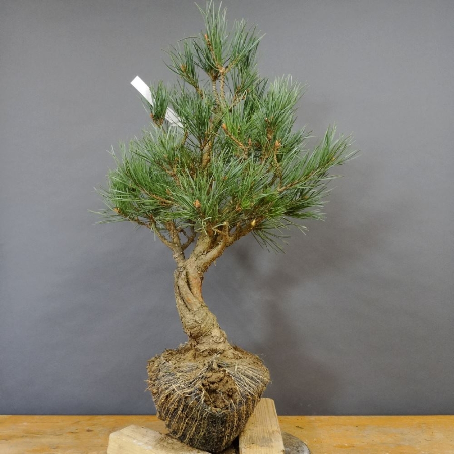 Pinus sylvestris Silberkiefer